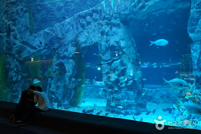 Lotte World Aquarium (롯데월드 아쿠아리움)