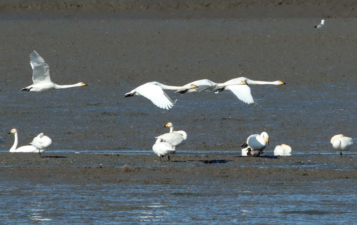 강진만 춤추는 갈대축제3