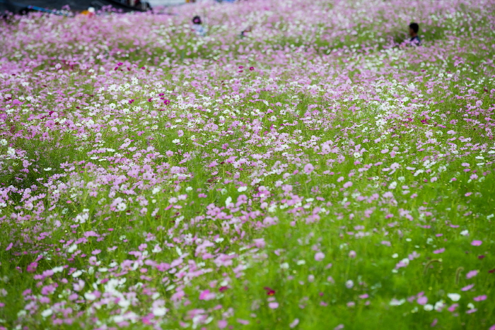 장천 코스모스 축제 20192