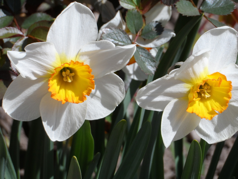 태안 수선화&루피너스 꽃 박람회3