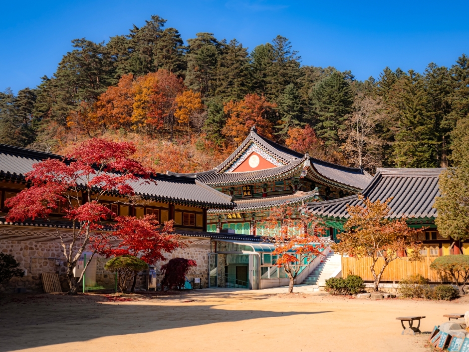 Forêt du temple Woljeongsa (월정사 전나무숲)
