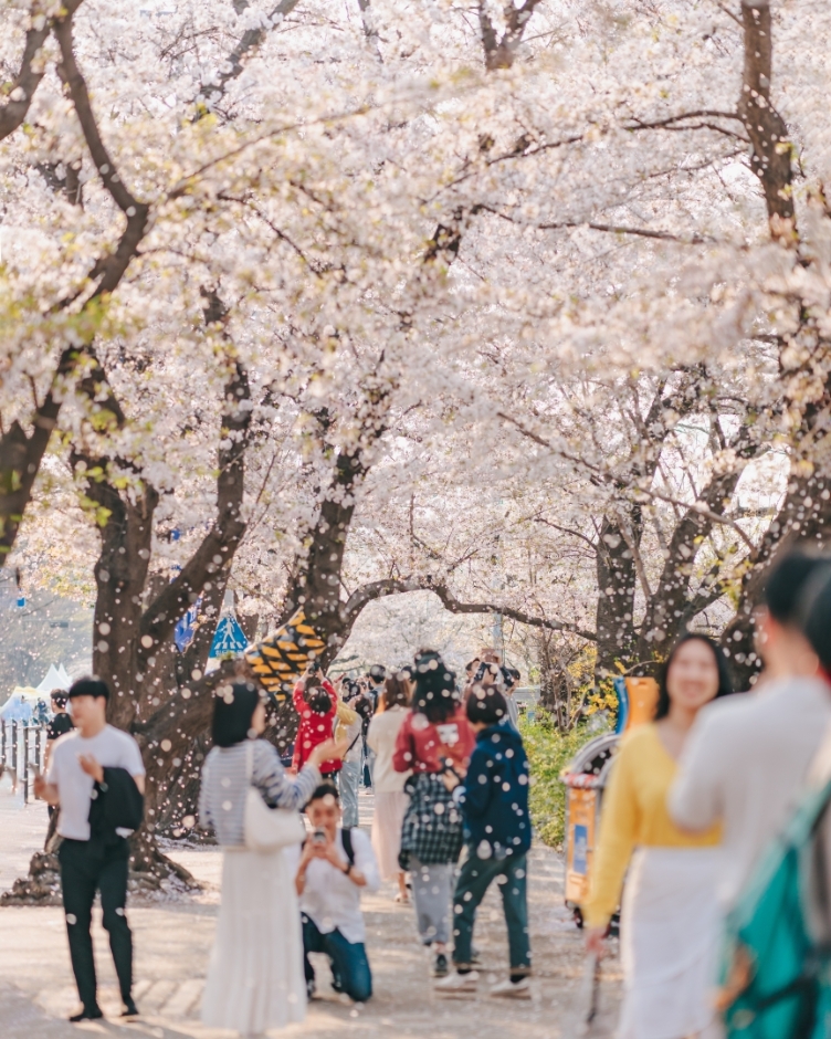 Festival de las Flores Primaverales de Yeouido en Yeongdeungpo (영등포 여의도봄꽃축제)