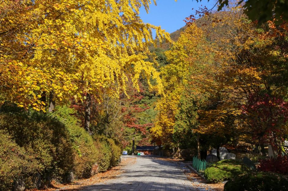 용문산관광단지