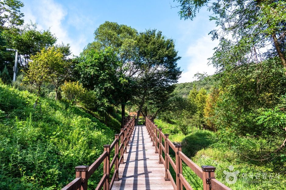 대전 치유의 숲