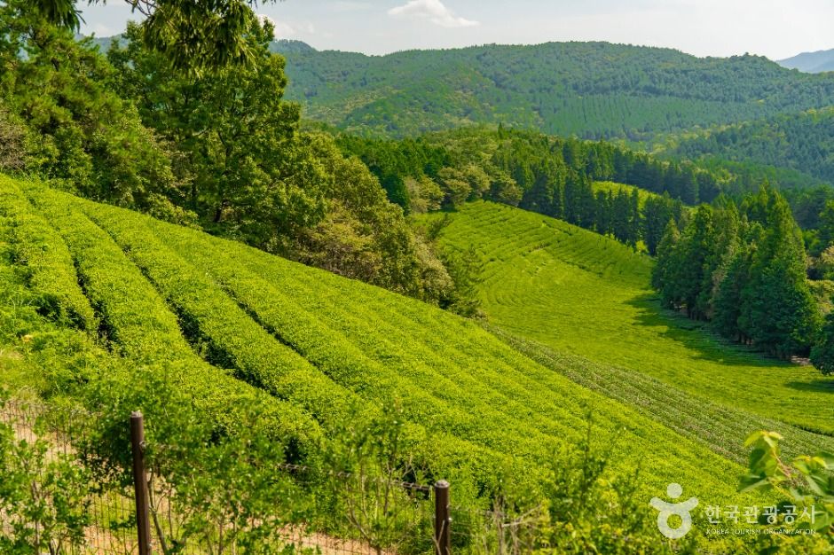 한국차문화공원