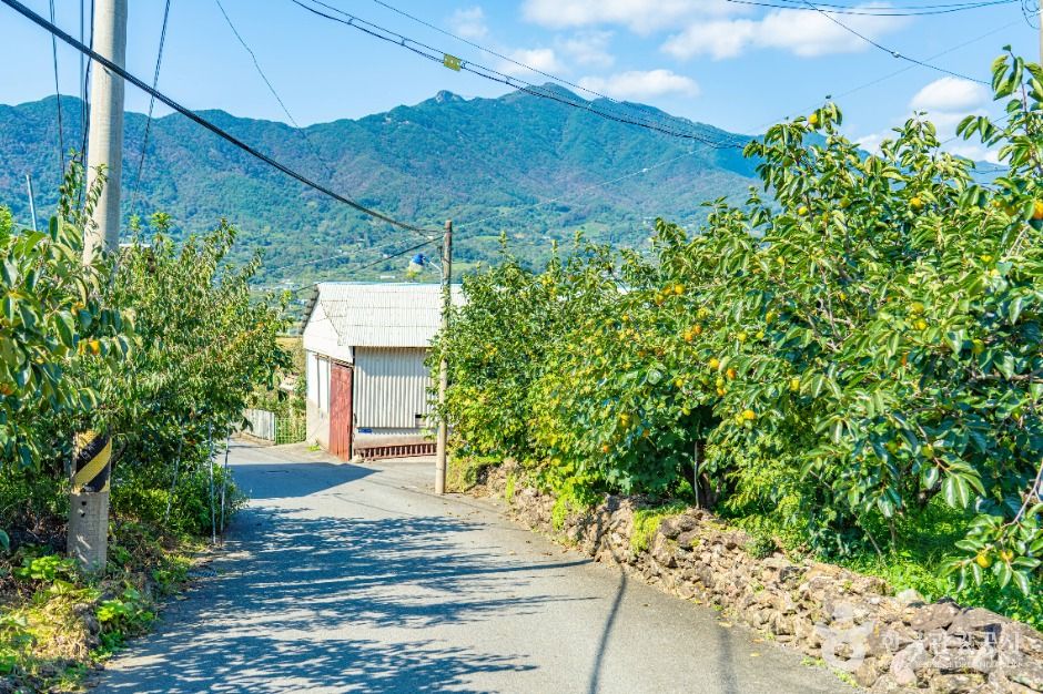 악양대봉감 정보화마을