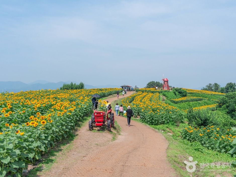 강주 해바라기마을