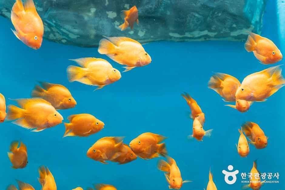 thumbnail-충북아쿠아리움-8