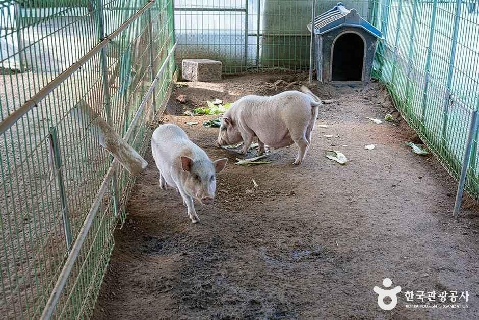 thumbnail-찬우물 체험동물농장-11