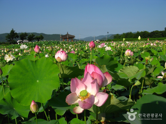 경주 동궁과 월지 사진21