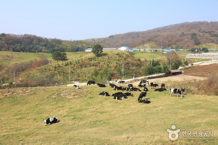 Eco Green Campus [Daegwallyeong Samyang Ranch] (에코그린 캠퍼스, 구 대관령 삼양목장)
