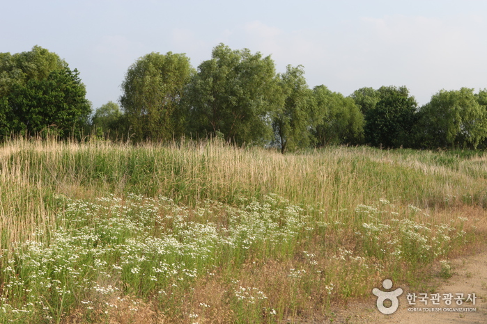 Dalseong Marsh (대구 달성습지)