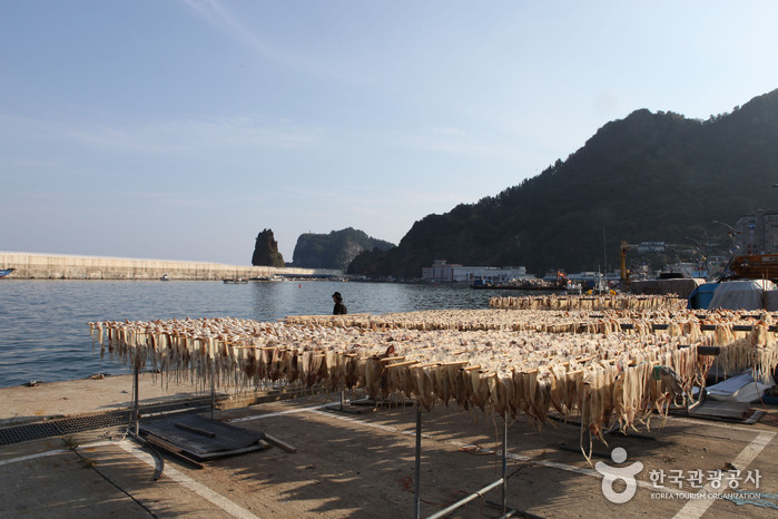 오징어 말리기가 한창인 저동항