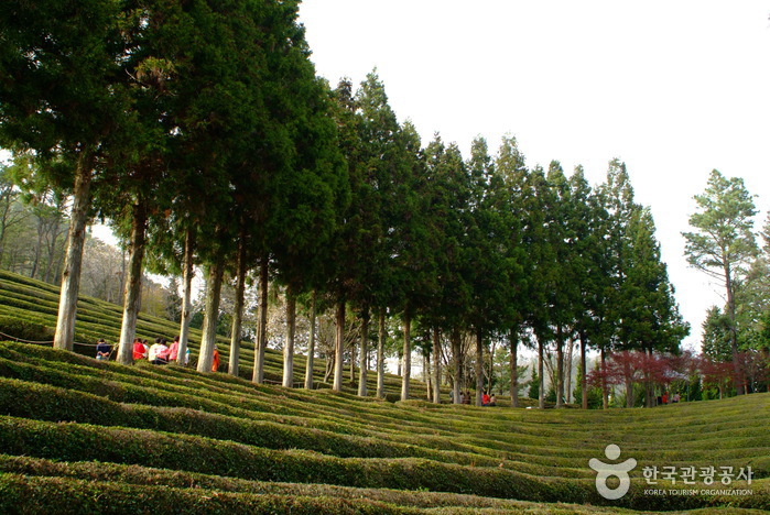 Daehan Dawon Tourist Tea Plantation (Boseong Green Tea Plantation) (보성녹차밭 대한다원)