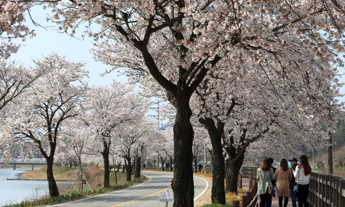 천안 위례벚꽃축제 20190