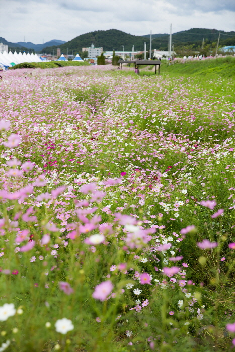 장천 코스모스 축제 20193