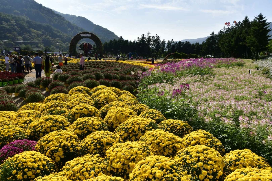 인제가을꽃축제