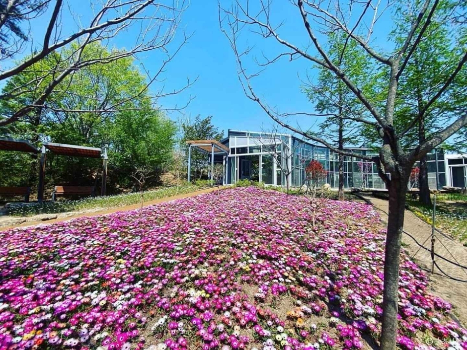 雪岳山野生植物园 (설악산 자생식물원)