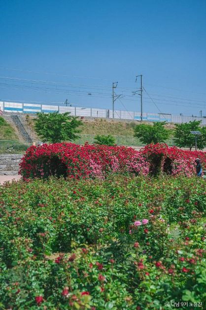 thumbnail-경산 하양경관농업단지-14