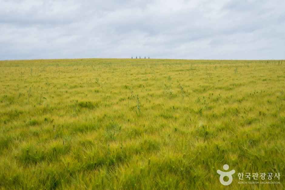 thumbnail-보리나라 학원농장-4