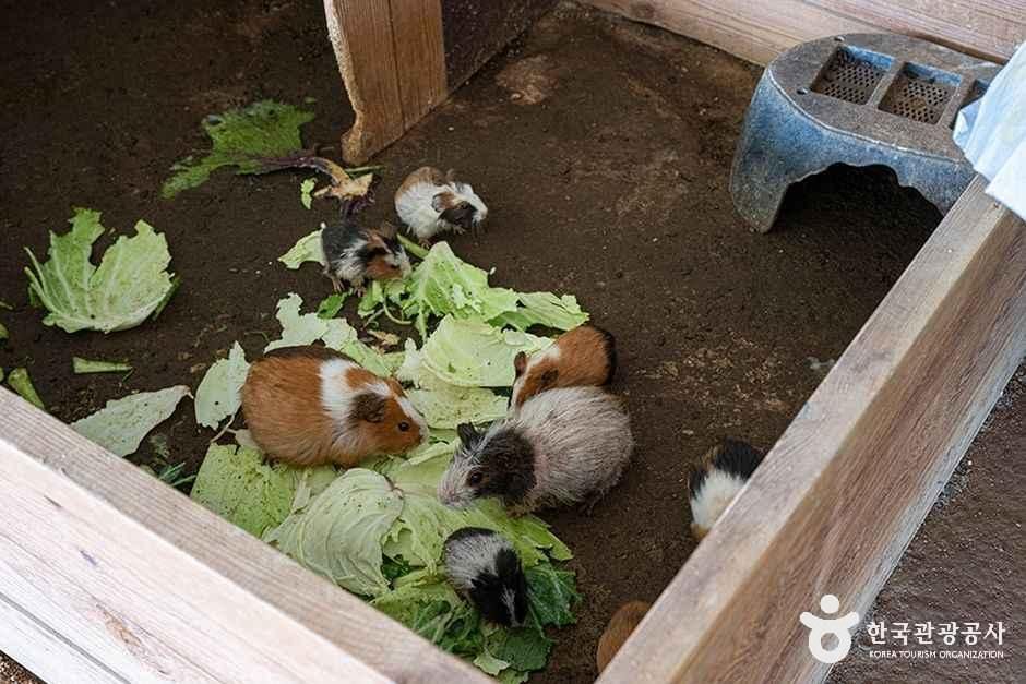 thumbnail-찬우물 체험동물농장-12