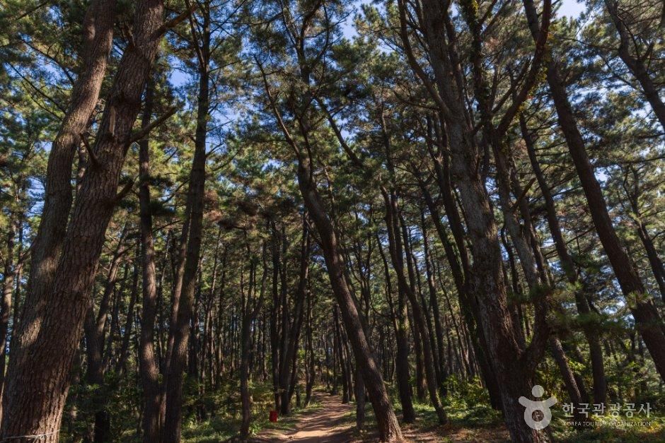 thumbnail-승봉산림욕장-1