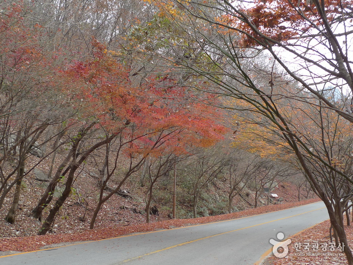 내장산국립공원 사진37