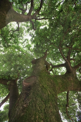 장흥 삼산리 후박나무3