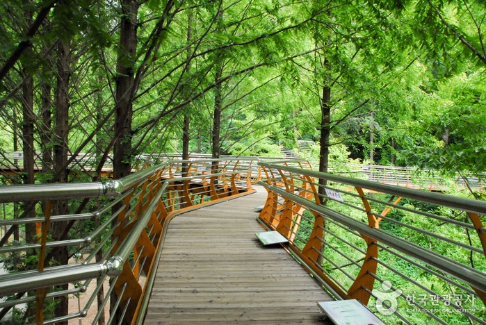 長泰山自然休養林（장태산자연휴양림）