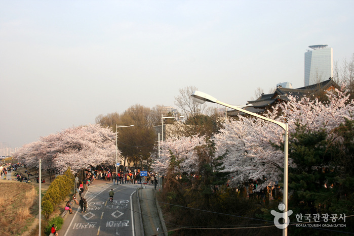 Festival des fleurs du printemps Yeouido (영등포여의도 봄꽃축제)