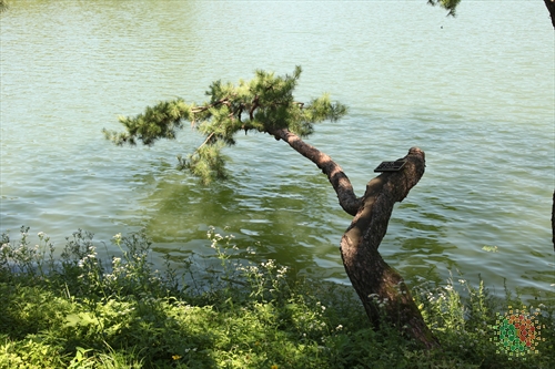 Uirimji Reservoir (제천 의림지와 제림)