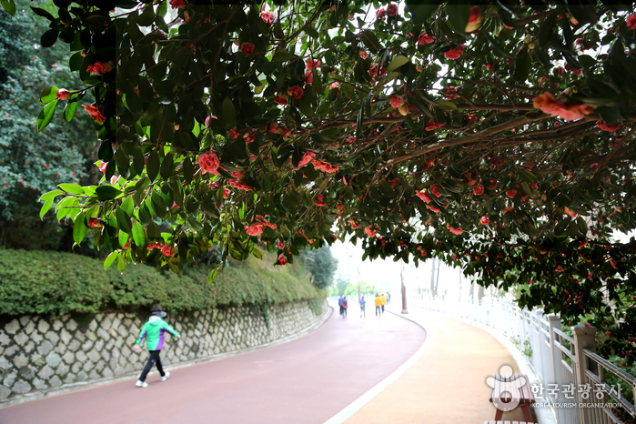 Haeundae Dongbaekseom Island (해운대 동백섬)6