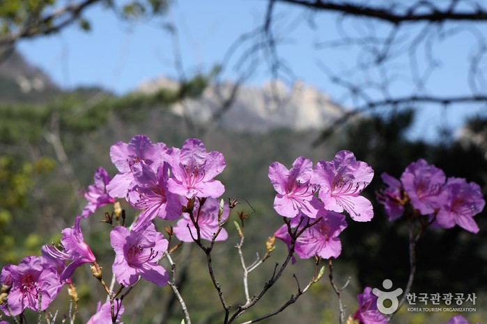 면천 진달래민속축제 20190