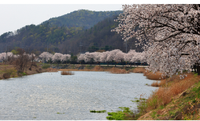 천안 위례벚꽃축제 20191