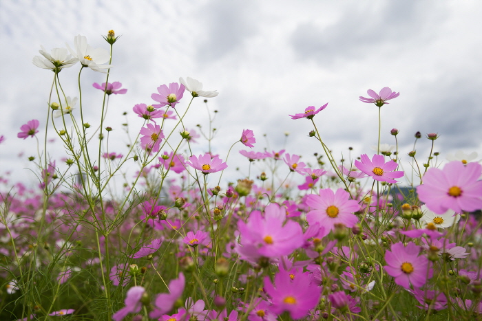 장천 코스모스 축제 20194