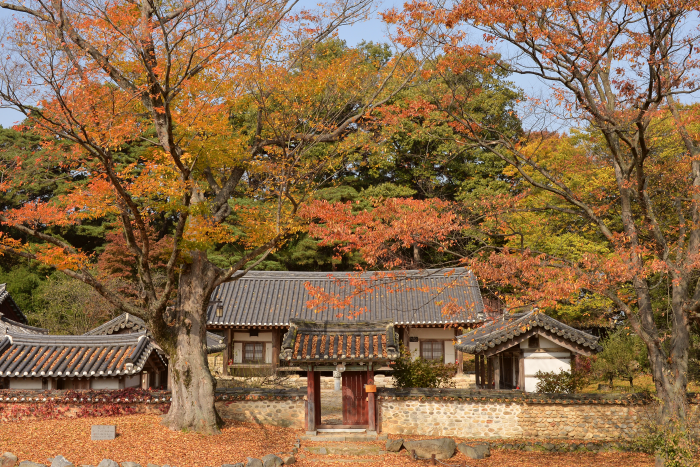 500년 왕버들 숲 별의별 성주여행 <별의별 여행, 성주를 담다>