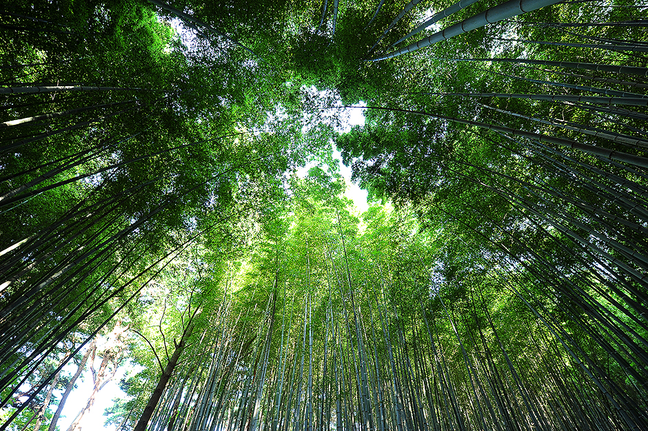 구룡마을 대나무 숲