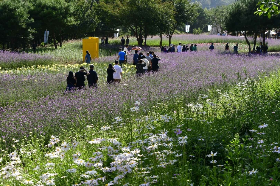 인제가을꽃축제