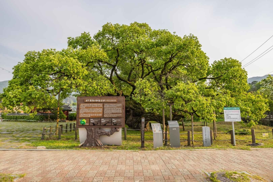 광주 충효동 왕버들 군