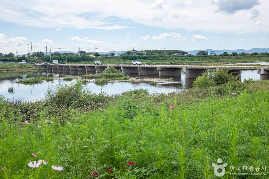 대부잠수교해바라기밭