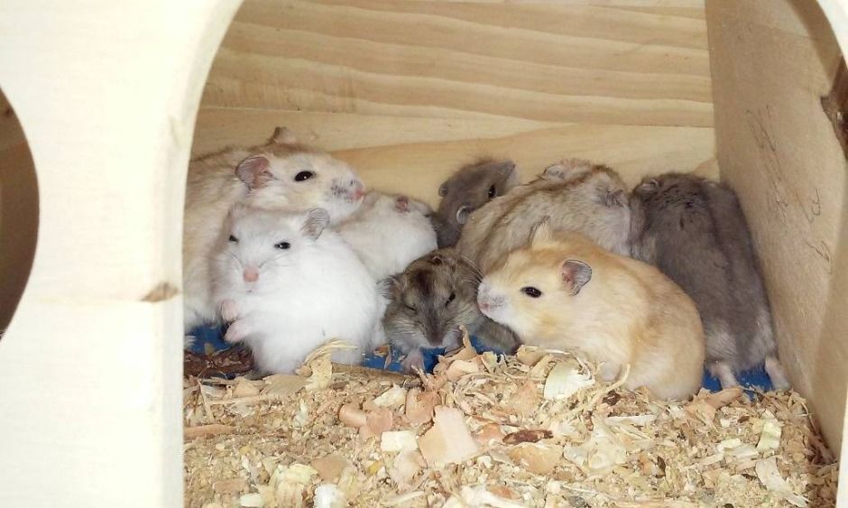 강릉아기동물농장