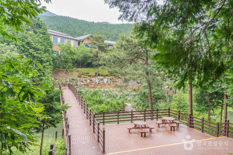 고흥_팔영산 편백 치유의숲 (6)