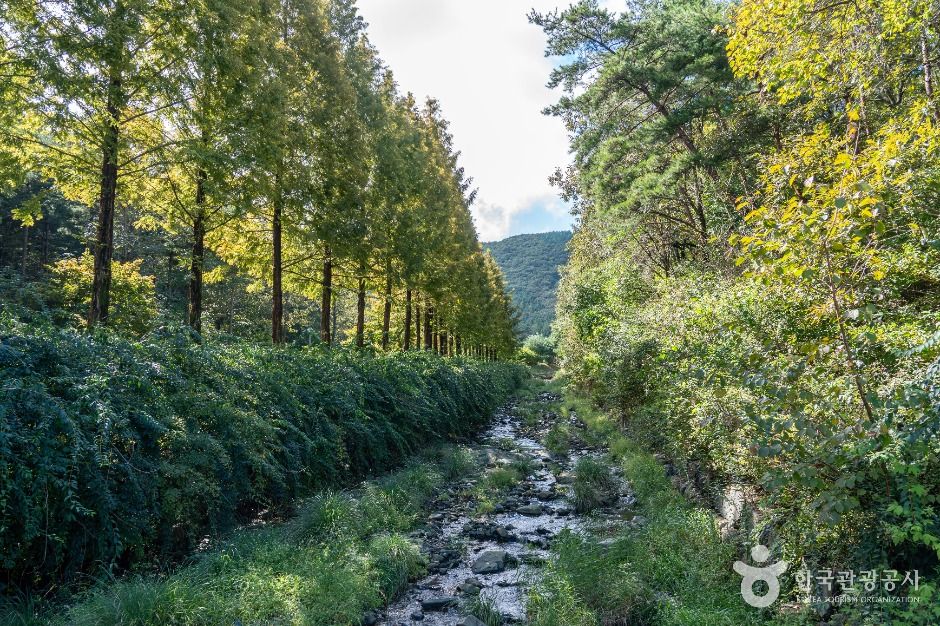 보령 무궁화수목원