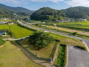 예천_예천 천향리 석송령 (3)