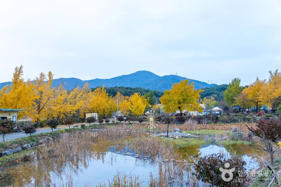 청라 은행마을 (보령)