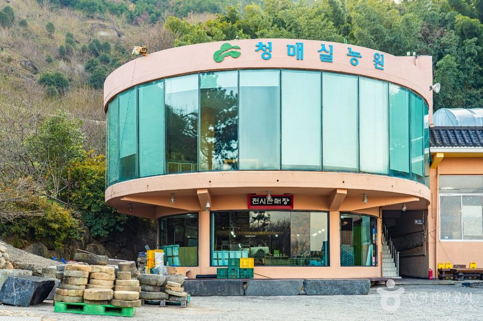 홍쌍리 청매실농원