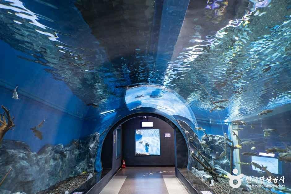 thumbnail-충북아쿠아리움-0