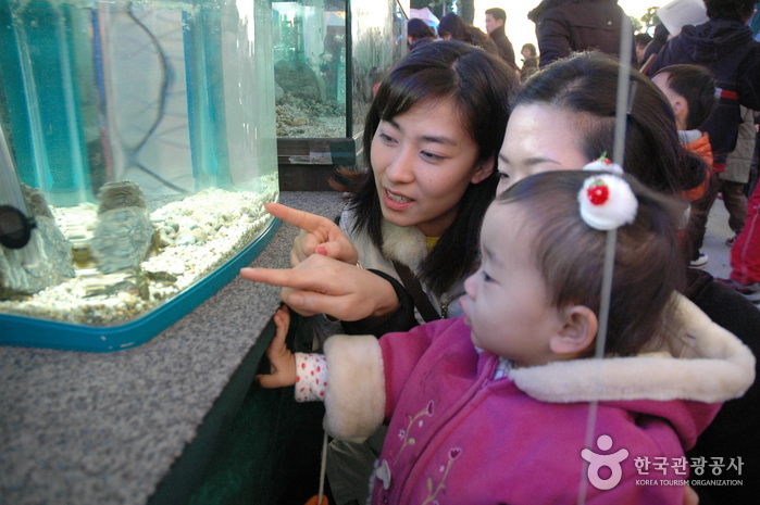 Hwacheon Sancheoneo (Mount Trout) Ice Festival (얼음나라 화천 산천어축제)