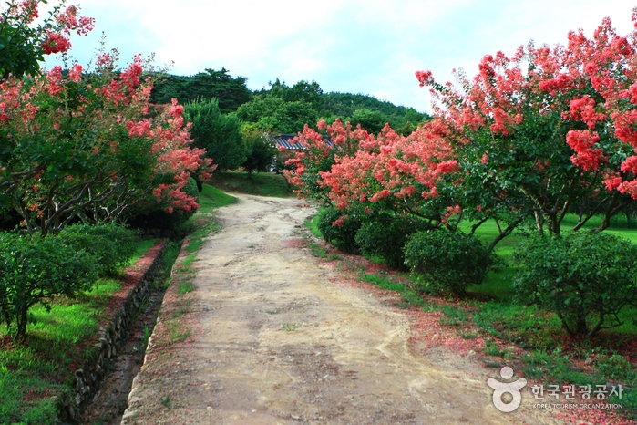 Andong Hahoe Village [UNESCO World Heritage] (안동 하회마을)