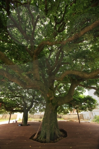 장흥 삼산리 후박나무4